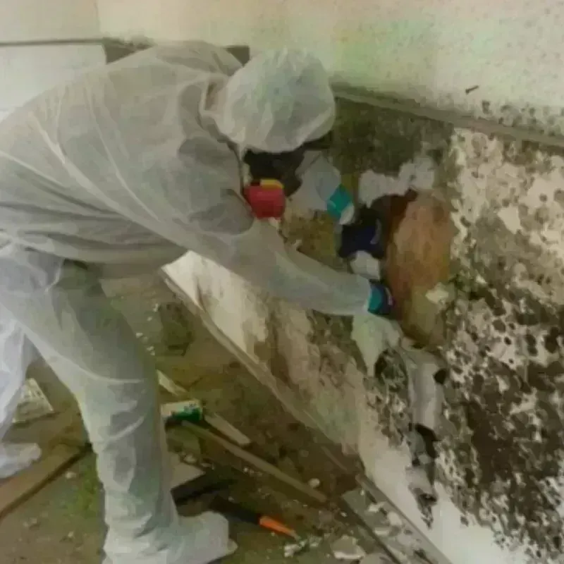 Mold Remediation and Removal in Van, TX